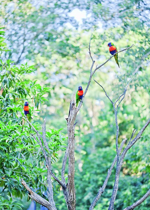 3 Rainbow Lorikeets In A Tree Greeting Card featuring the photograph Tranquil Trinity by Az Jackson