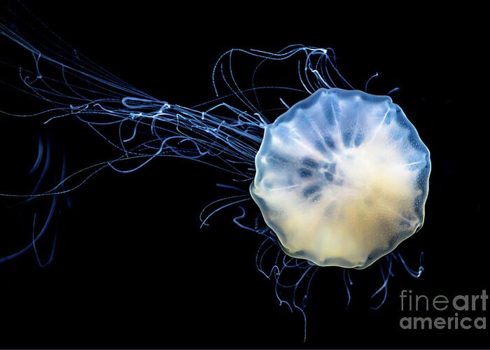 Poster Greeting Card featuring the photograph Transparent Jellyfish With Long Poisonous Tentacles by Andreas Berthold
