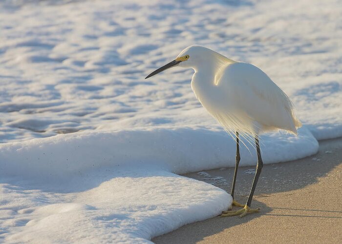Snowy Egret Greeting Card featuring the photograph Treasures of the Foam by RD Allen