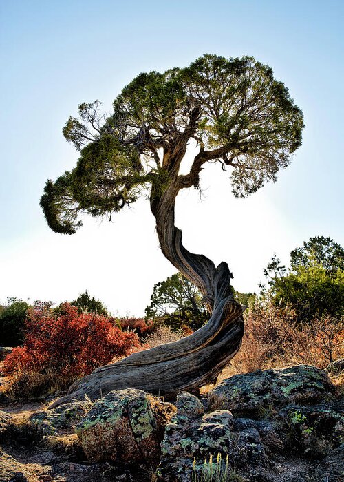 Tree Greeting Card featuring the photograph Tree At Black Canyon by Robert Woodward