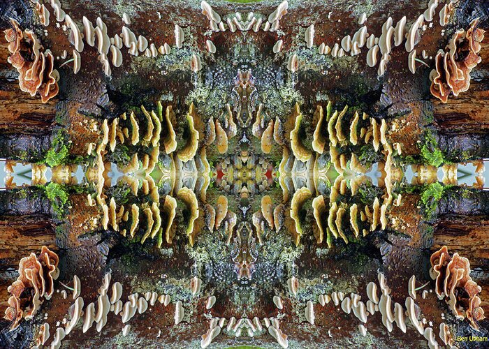 Nature Greeting Card featuring the photograph Tree Full of Life Double Mirrored Horizontal 4x6 by Ben Upham III
