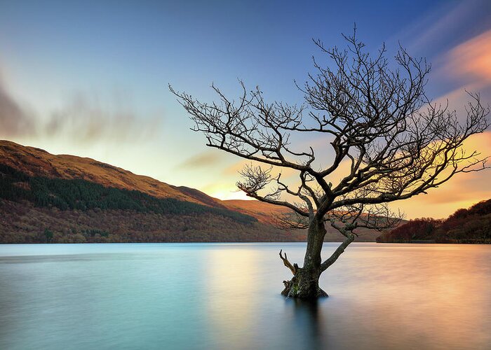 Tree Greeting Card featuring the photograph Tree in Water Loch Lomond-Sunset by Grant Glendinning