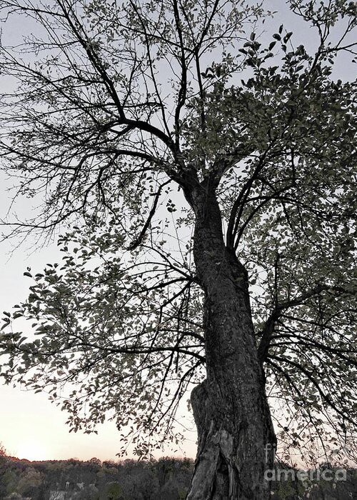 Black And White Greeting Card featuring the photograph Tree of Many Branches #2 by Marcia Lee Jones