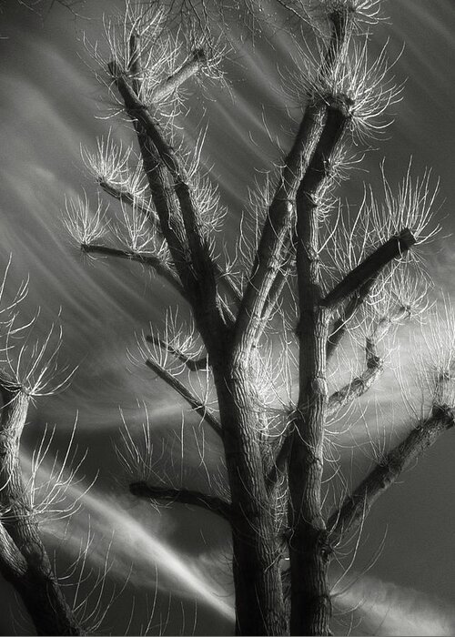 Monochrome Greeting Card featuring the photograph Tree Spirit by Richard Cummings
