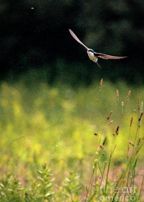 Swallow Greeting Card featuring the photograph Tree swallow and bug. by Alyssa Tumale