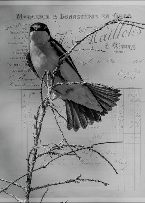 Bird Greeting Card featuring the photograph Tree Swallow by Cathy Kovarik