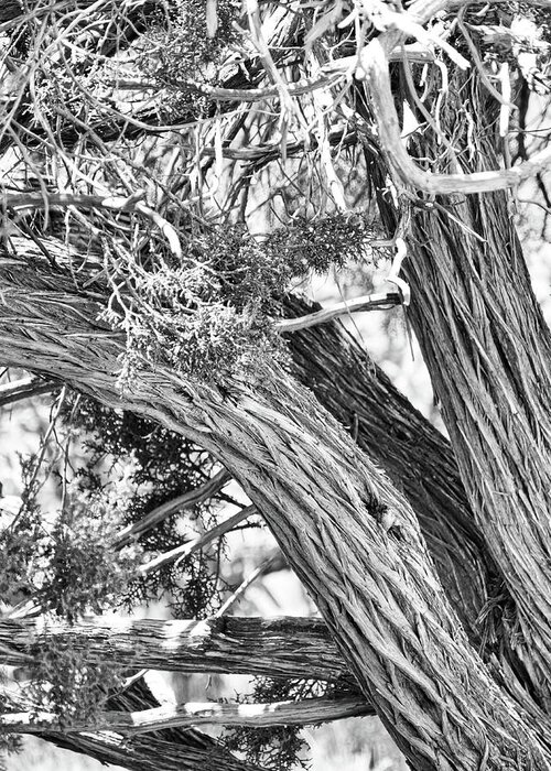 Flora Greeting Card featuring the photograph Tree trunk in black and white by Segura Shaw Photography