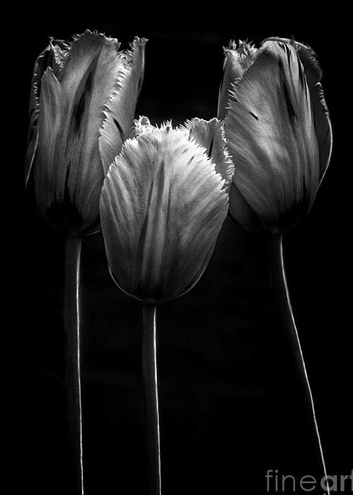 Tree Trio Tulips Strong Contrast Effective Black White Flowers Stylish Beautiful Delightful Pretty Exquisite Gorgeous Expressive Close Up Romantic Poetic Creative Minimalist Minimalism Impressions Attractive Charming Inspiration Singular Fabulous Fantastic Delicate Gentle Bold Mono Contemporary Impressive Stunning Elegant Tender Touching Passion Expressionistic Interpretative Evocative Romance Simplicity Togetherness Together Associative Spiritual Happy Aesthetic Idyllic Meaningful Sentimental Greeting Card featuring the photograph TRIO TOGETHENESS-TREE Characters by Tatiana Bogracheva