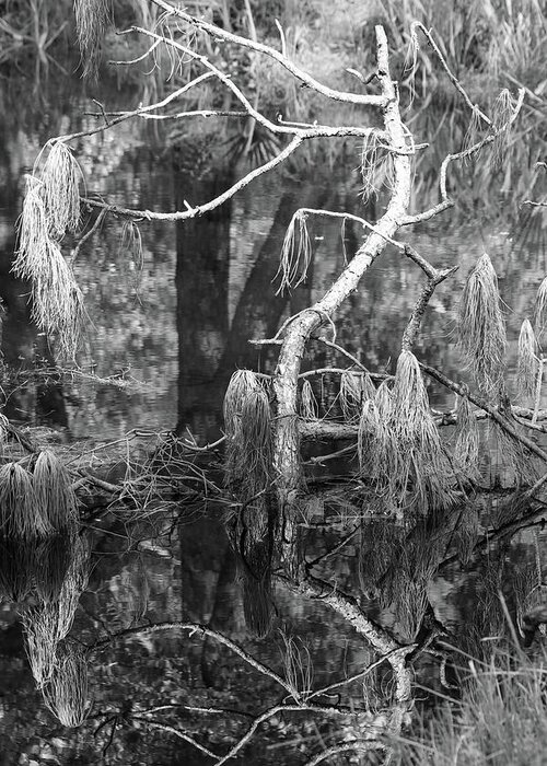Bayou Greeting Card featuring the photograph Tree Undefined by Mary Anne Delgado