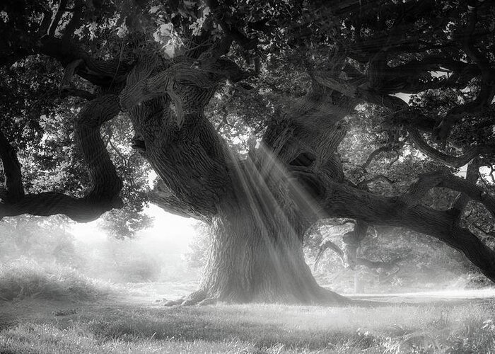  Greeting Card featuring the photograph Phantom tree by Remigiusz MARCZAK