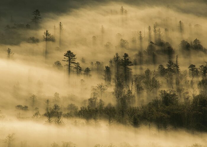 North Carolina Greeting Card featuring the photograph Trees in the Fog by Melissa Southern