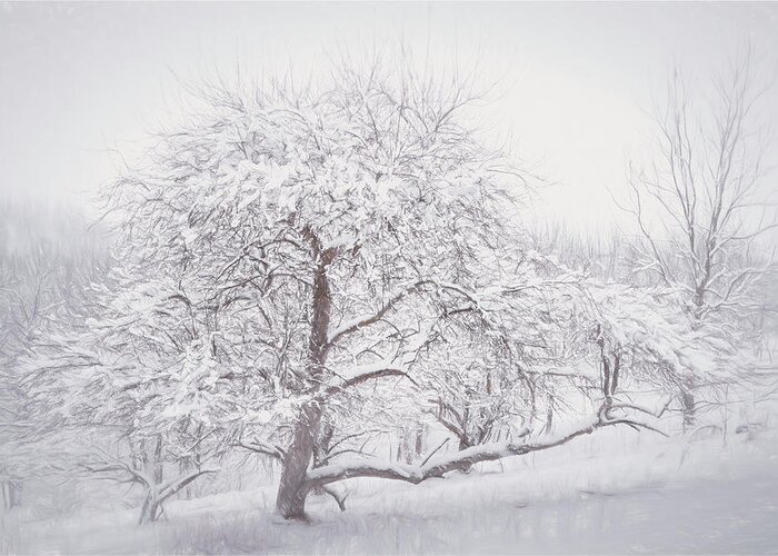 Snow Greeting Card featuring the photograph Trexler Nature Preserve Snow Covered Tree by Jason Fink