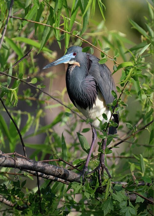 Hunting Island State Park Greeting Card featuring the photograph Tri-Colored Heron 4 by Joye Ardyn Durham