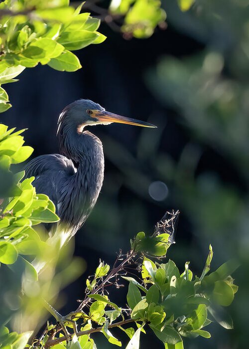 Tri-colored Heron Greeting Card featuring the photograph Tri-Colored Heron in Morning Sun 1 by RD Allen