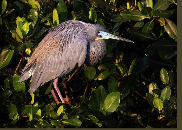 Tricolored Heron Greeting Card featuring the photograph Tri Colored Heron Perched by Susan Candelario