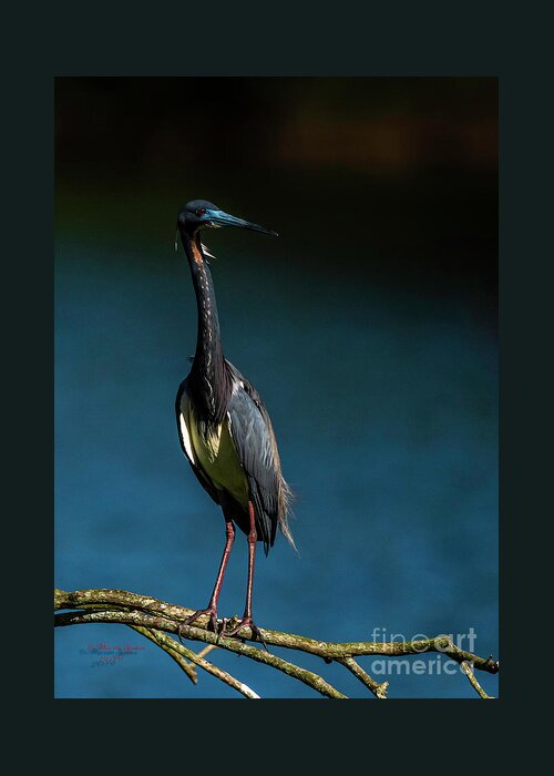 Heron Greeting Card featuring the photograph Tricolored Day by Marvin Spates