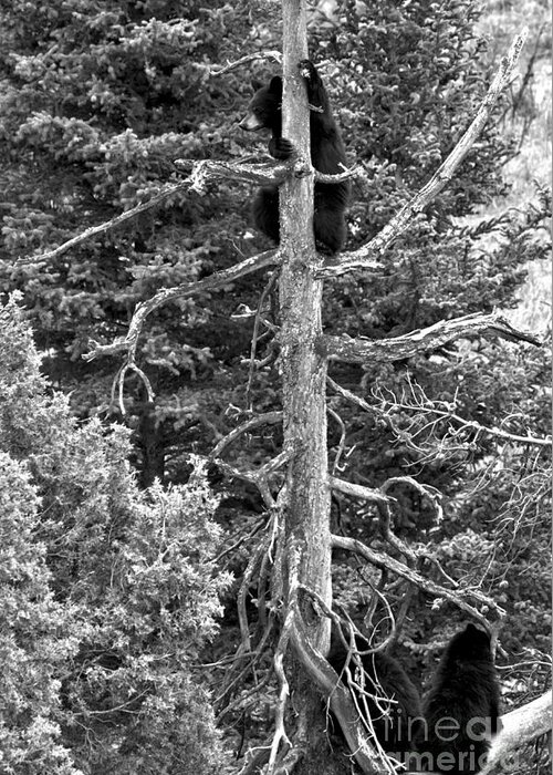 Black Bears Greeting Card featuring the photograph Trio In The Tree Tops Of Yellowstone Black And White by Adam Jewell