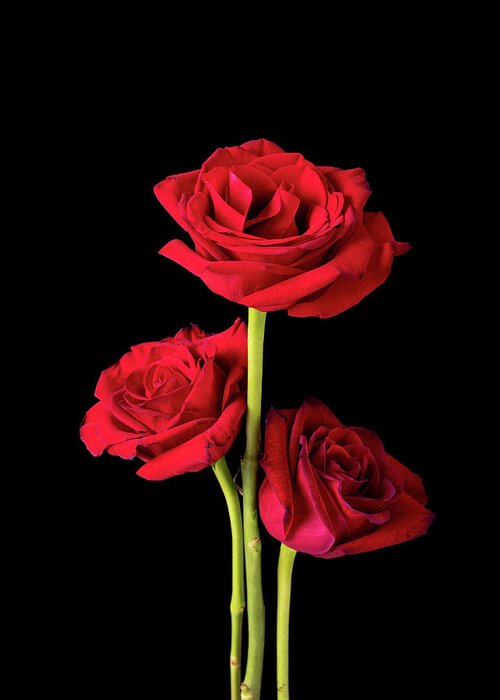 Blooming Greeting Card featuring the photograph Trio of American Beauty Roses on Black by Charles Floyd
