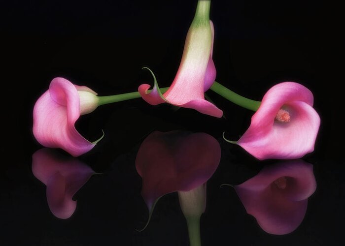 Cala Greeting Card featuring the photograph Triple Cala Lillies by Susan Candelario