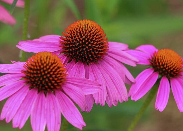 Coneflower Greeting Card featuring the photograph Triple Threat by Mary Anne Delgado