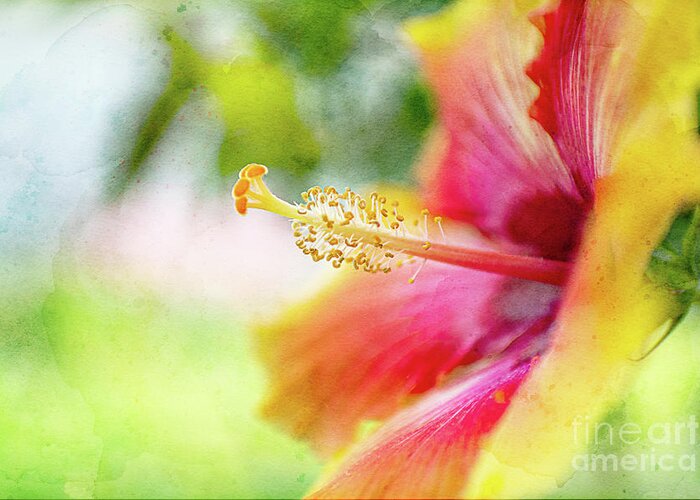 Hibiscus Greeting Card featuring the photograph Tropical Hibiscus by Amy Dundon