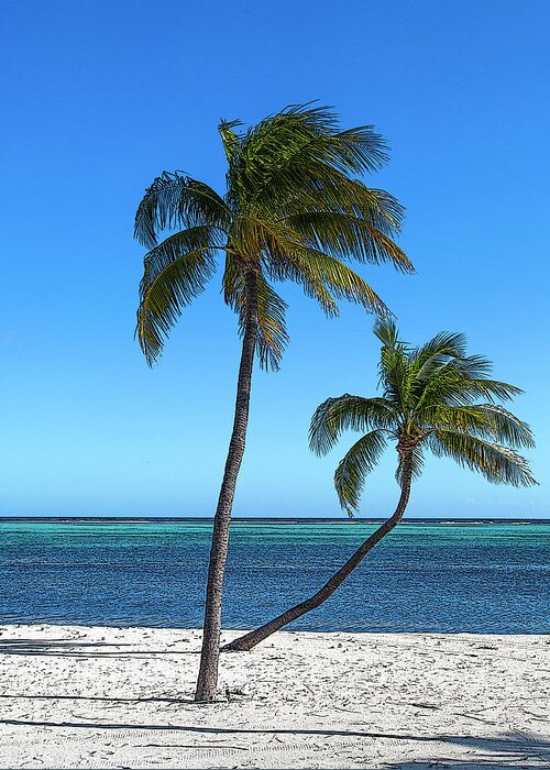 Little Cayman Island Greeting Card featuring the photograph Tropical Shade 4 by Blue Moon
