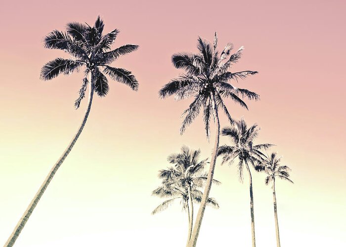 Skyward Palm Trees Greeting Card featuring the photograph Tropicana by Az Jackson