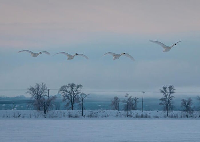 Trumpeter Swan Greeting Card featuring the photograph Trumpeter Swan Overpass by Patti Deters