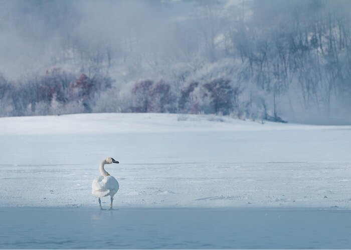 Trumpeter Swan Greeting Card featuring the photograph Trumpeter Swan Solo by Patti Deters