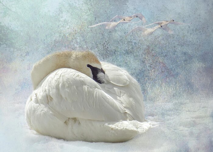 Swan Greeting Card featuring the photograph Trumpeter Textures #1 - Swan Feather by Patti Deters