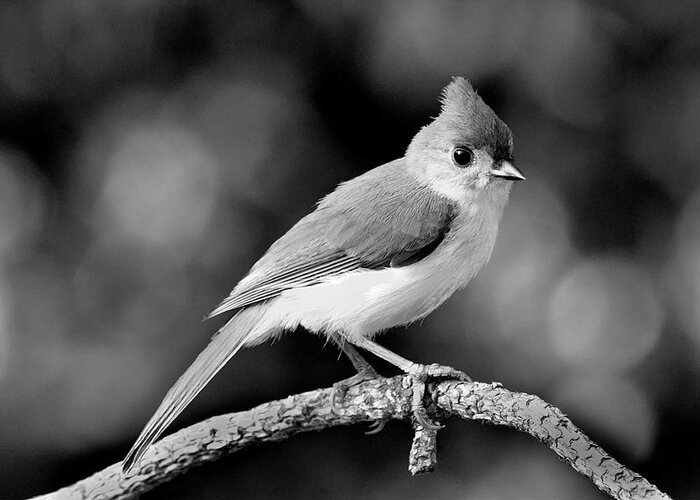 Tufted Titmouse Greeting Card featuring the photograph Tufted Titmouse Pose Monochrome by Jerry Griffin