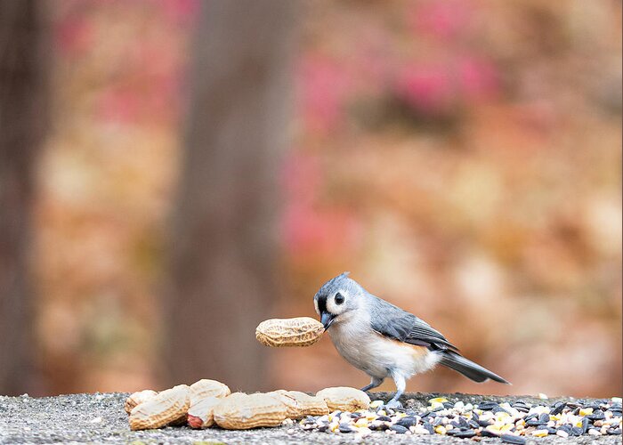 Little Gray Bird Greeting Card featuring the photograph Tufted Titmouse with Peanut Cropped by Ilene Hoffman