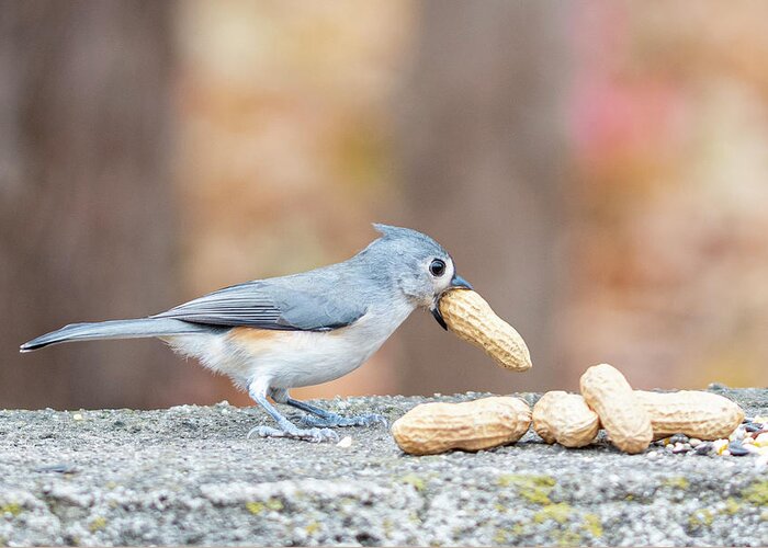 Little Gray Bird Greeting Card featuring the photograph Tufted Titmouse with Peanut in Mouth by Ilene Hoffman