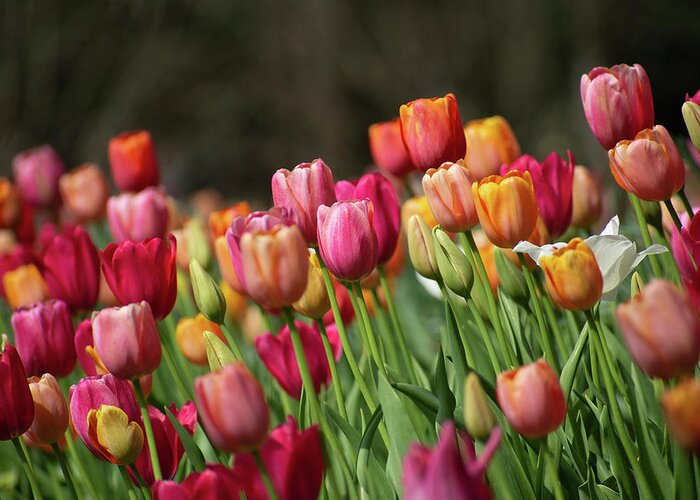 Tulips Greeting Card featuring the photograph Tulip Bonanza by Mary Ann Artz