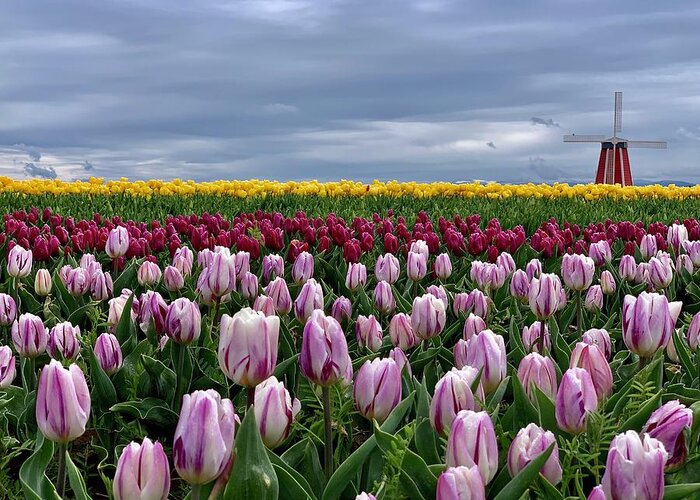 Tulip Greeting Card featuring the photograph Tulip Fields by Brian Eberly