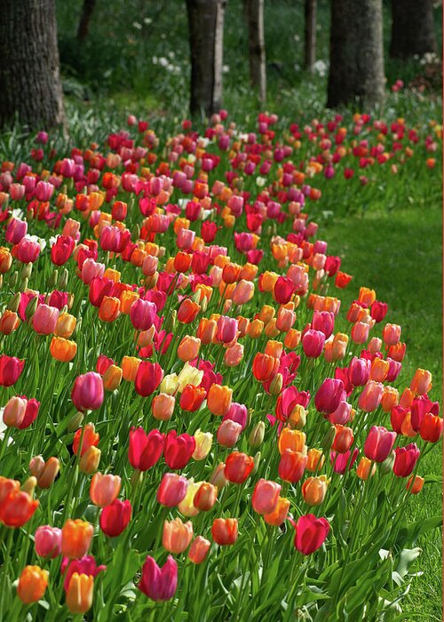 Tulips Greeting Card featuring the photograph Tulip Garden by Mary Ann Artz