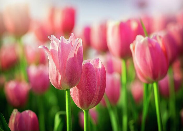  Greeting Card featuring the photograph Tulip Heaven by Nicole Engstrom