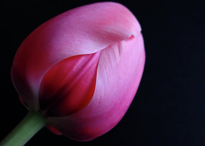 Tulip Greeting Card featuring the photograph Tulip by Julia Wilcox