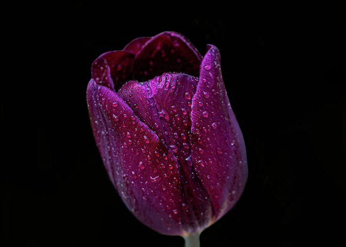 Flower Greeting Card featuring the photograph Tulip On black by Paul Freidlund