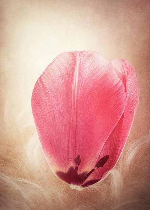 Petal Greeting Card featuring the photograph Tulip Petal by Philippe Sainte-Laudy