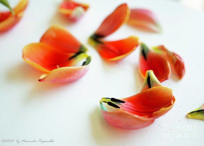 Tulip Greeting Card featuring the photograph Tulip Petals by Manuela's Camera Obscura