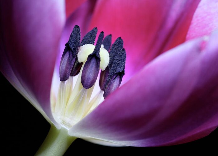 Macro Greeting Card featuring the photograph Tulip Pink 3917 by Julie Powell