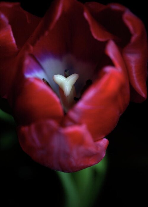 Macro Greeting Card featuring the photograph Tulip Pink 7082 by Julie Powell