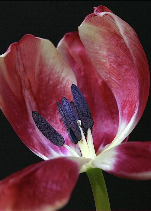 Macro Greeting Card featuring the photograph Tulip Red 042207 by Julie Powell