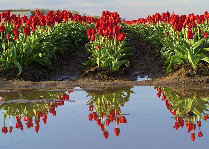 Tulips Greeting Card featuring the photograph Tulip Reflection by Michael Rauwolf