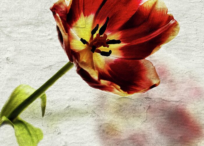 Red Tulip Greeting Card featuring the photograph Tulip Shadow by Al Fio Bonina