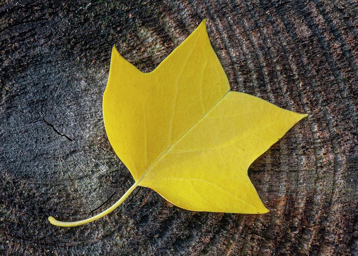 Fall Greeting Card featuring the photograph Tulip Tree Leaf on Log in the Croatan National Forest by Bob Decker