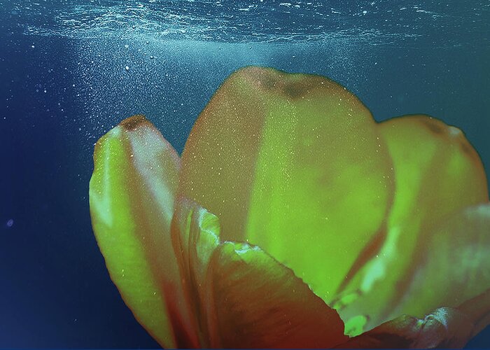 Tulip Greeting Card featuring the photograph Tulip Underwater by Johanna Hurmerinta