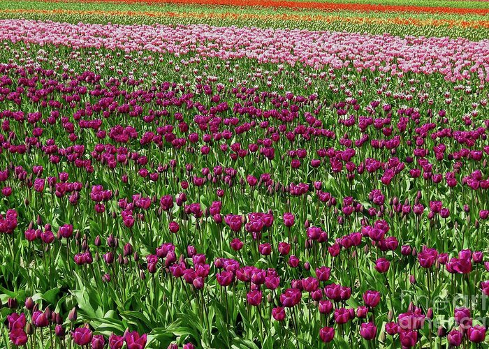 Skagit Greeting Card featuring the photograph Tulip Waves of Skagit Valley by Nancy Gleason