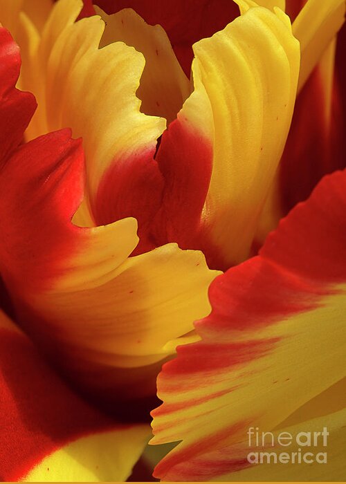 Tulip Wings Petals Red Yellow Shape Macro Vivid Colour Color Tasty Abstract Glorious Textured Magnificent Flower Delightful Pleasing Beautiful Special Electrifying Striking Stimulating Impressive Abstracted Effective Interpretative Uplifting Expressionistic Expressive Singular Impression Evocative Intriguing Minimalism Simplicity Creative Contemporary Spiritual Happy Elegance Stylish Charming Charm Aesthetic Poetic Meaningful Character Quirky Eccentric Fantasy Provocative Delicate Gentle Juicy Greeting Card featuring the photograph Abstract Vivid Lively Tulip Wings Macro Abstract by Tatiana Bogracheva